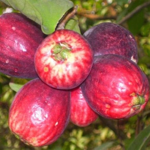 Bibit jambu bol jamaika