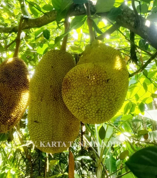 Bibit nangka