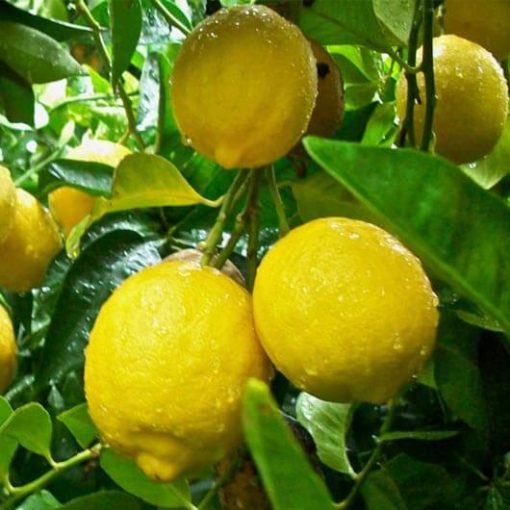 bibit jeruk lemon tea