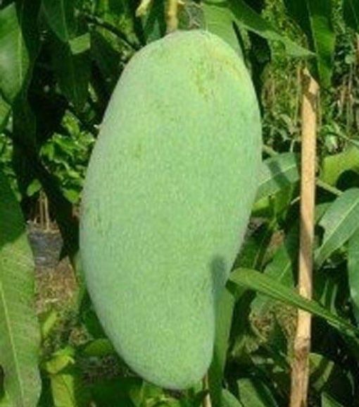 bibit mangga golek India