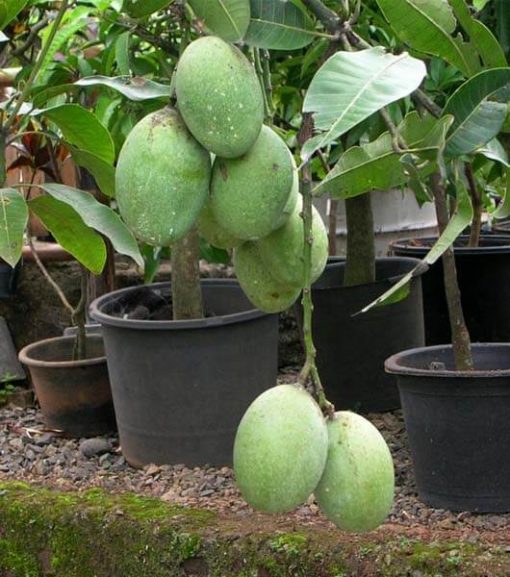 bibit mangga madu anggur