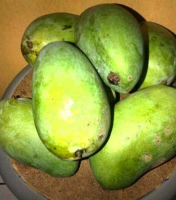 Jual Bibit Mangga  Madu  Anggur Unggul Termurah Kartani 