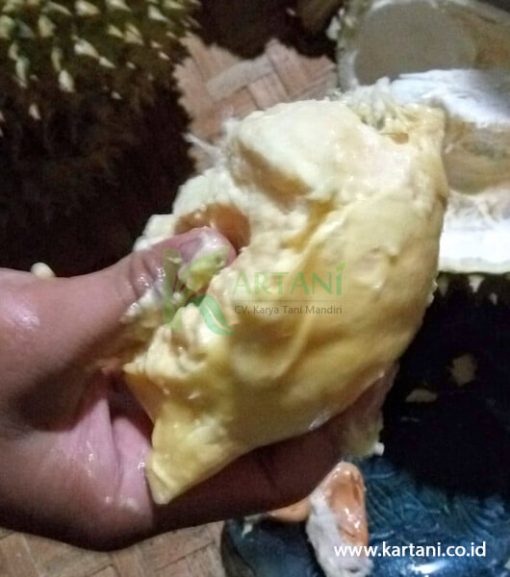 durian Bintana