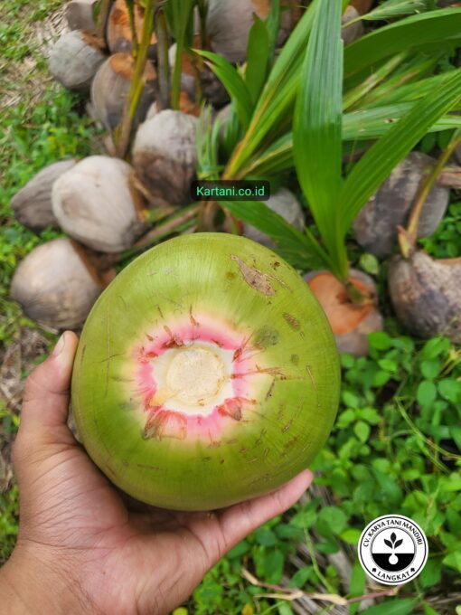 bibit kelapa wulung